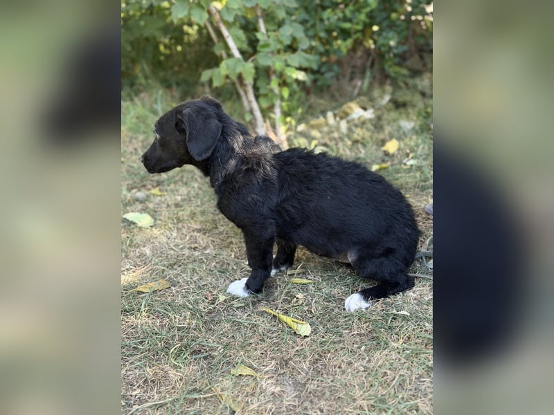 Alia -  kleine Herzenshündin bereit für ihren Neustart