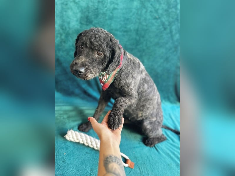 Rusti - Sanfter Herzenshund sucht sein Glück