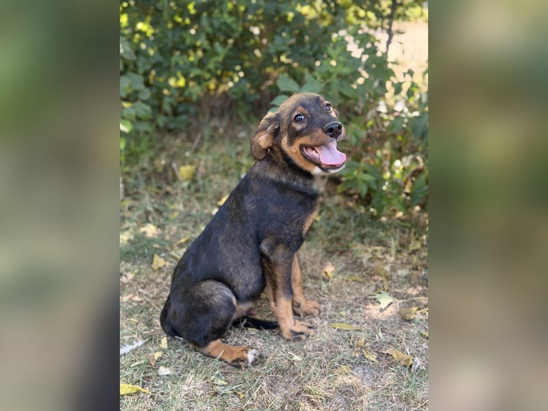 Alessio - Fröhlicher Hundejunge sucht seine Menschen