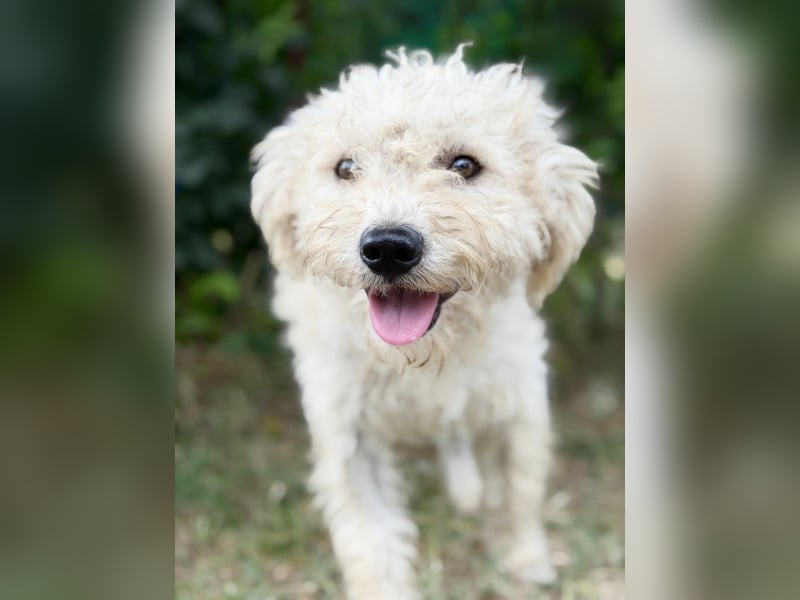 Pamcsi - Ein kleiner Herzenshund auf dem Weg ins Glück