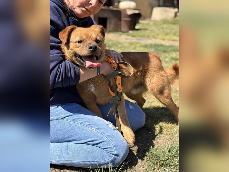 Kendo - Aktiver Hundejunge sucht bewegungsfreudige Menschen!