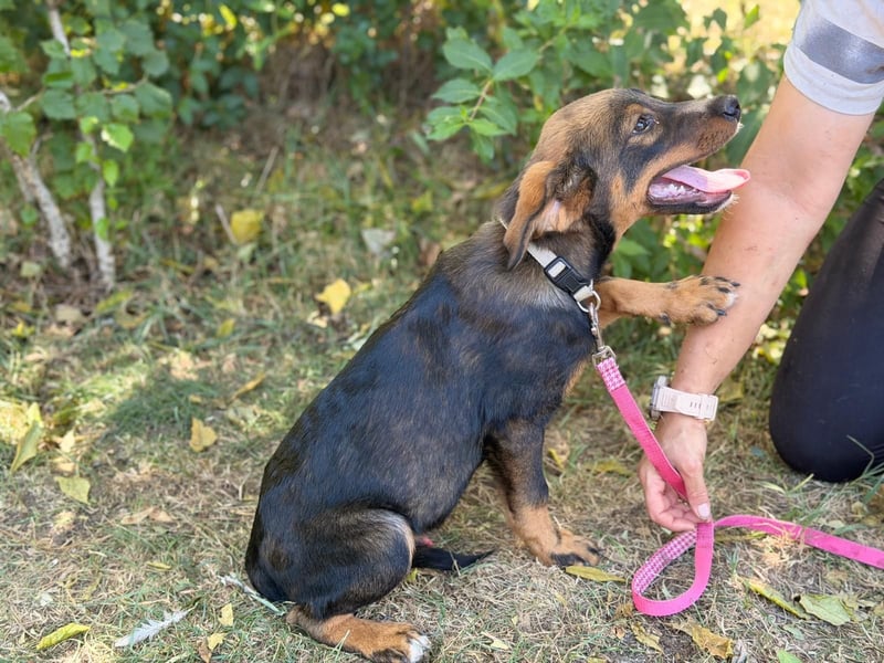 Alessio - Fröhlicher Hundejunge sucht seine Menschen