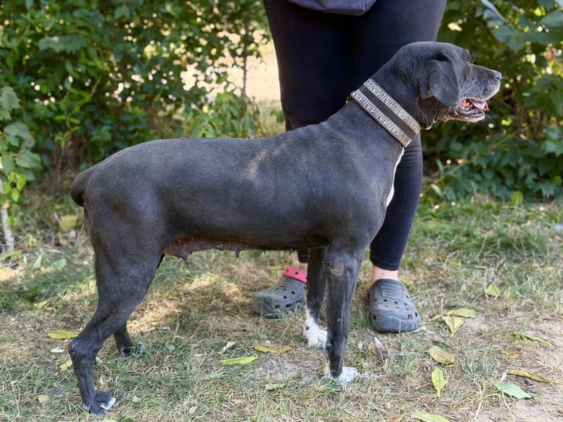 Missi - Liebevolle Hundedame sucht endlich ihr Zuhause