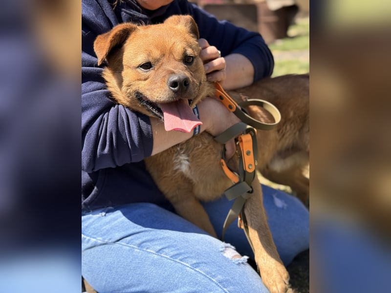 Kendo - Aktiver Hundejunge sucht bewegungsfreudige Menschen!