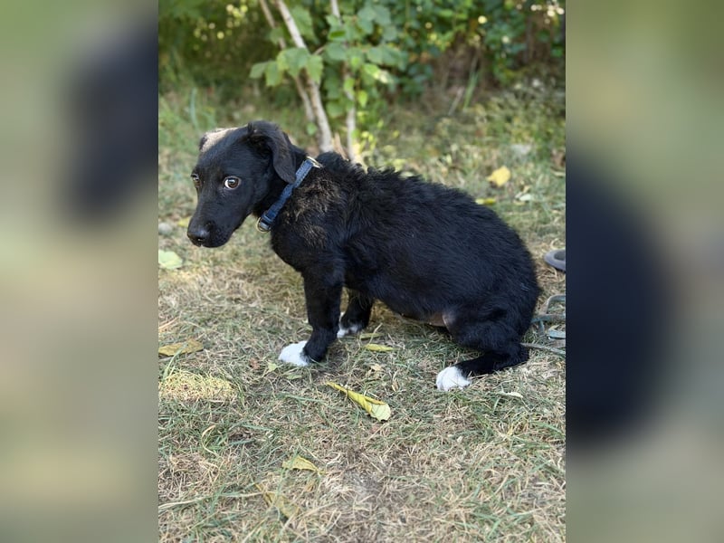 Alia -  kleine Herzenshündin bereit für ihren Neustart