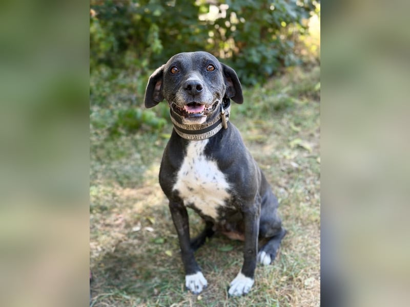 Missi - Liebevolle Hundedame sucht endlich ihr Zuhause