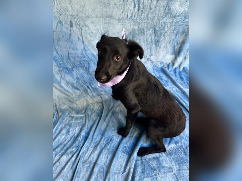 Lilith - Verschmuste junge Hündin sucht ihr Zuhause!