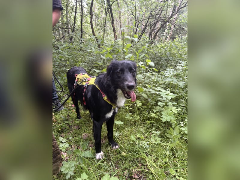 Juli sucht neues Zuhause