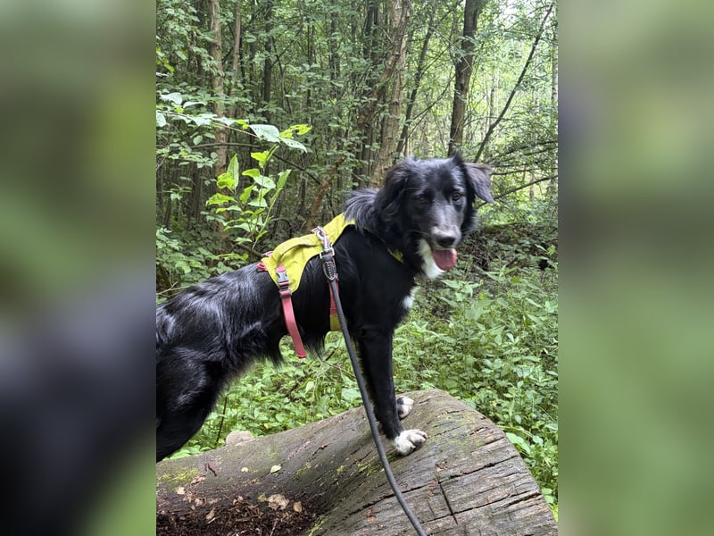 Juli sucht neues Zuhause