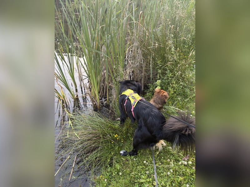 Juli sucht neues Zuhause