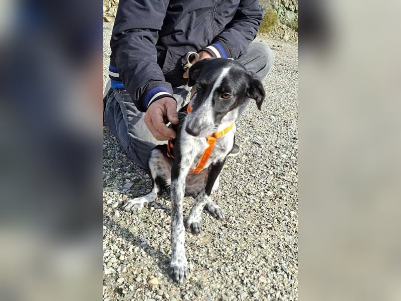 Salome.......eine wunderschöne Hündin, die auf das Glück wartet