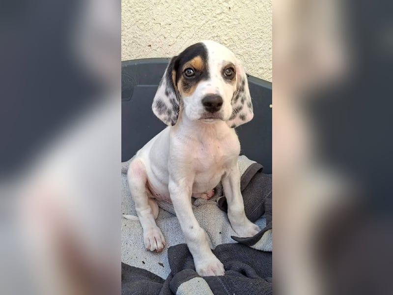 Zeus...ein großer Name für einen Hundebub