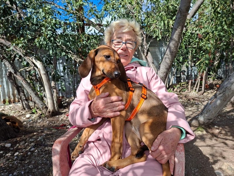 Mila, ein fröhliches, verschmustes Hundekind