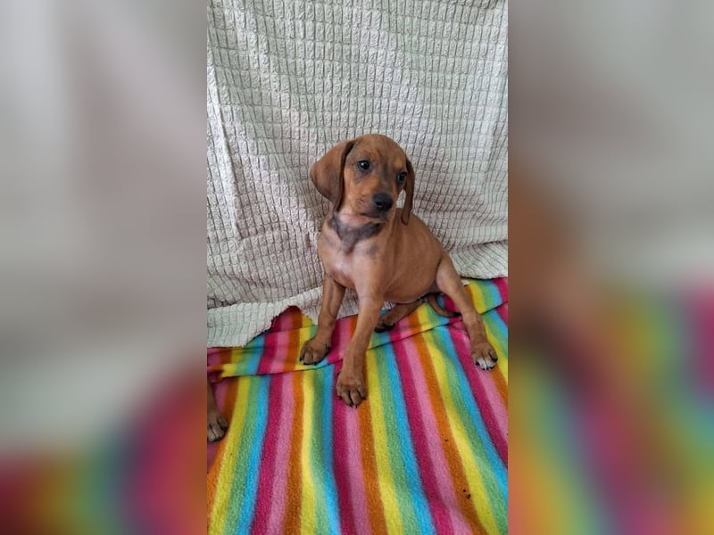 Pippilotta, eine fröhliche Welpine