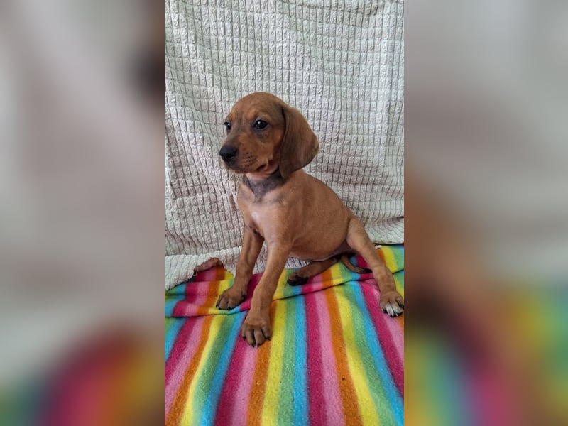 Pippilotta, eine fröhliche Welpine