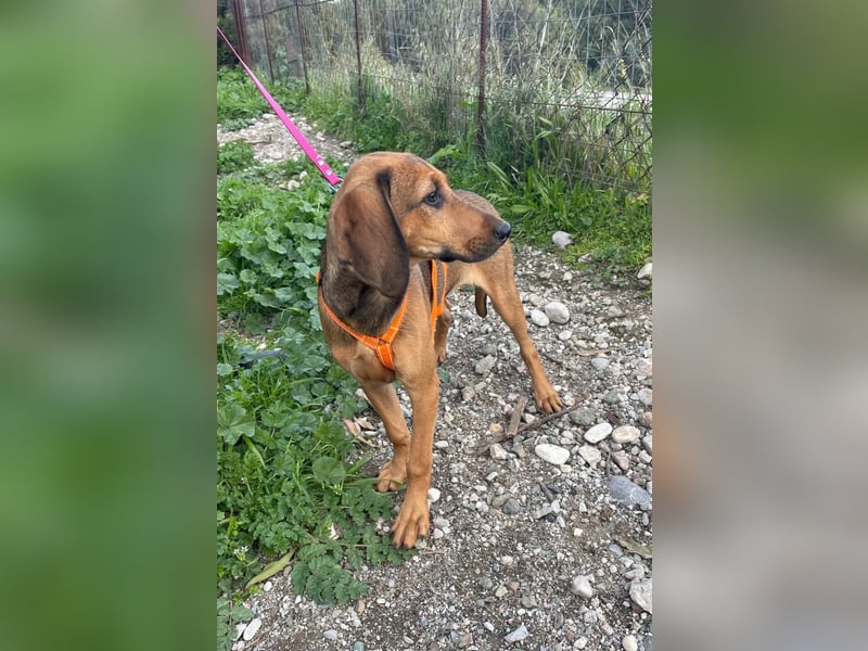 Mila, ein fröhliches, verschmustes Hundekind