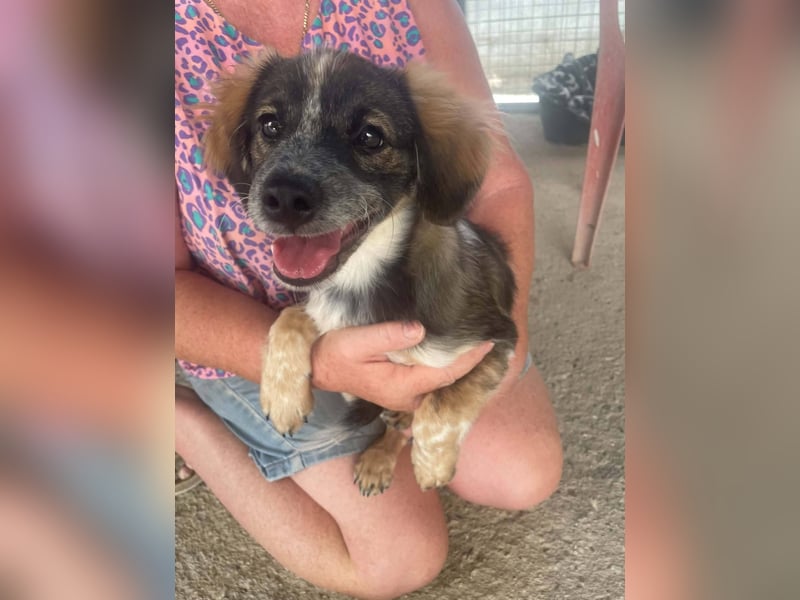 Bobby, ein kleiner Hundebub mit gr0ßem Herz