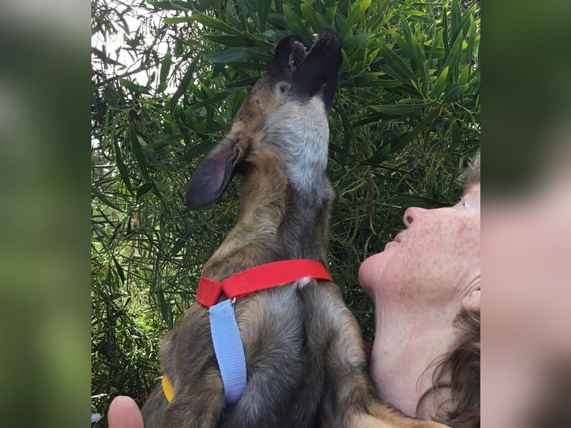 Sally, eine fröhliche kleine Welpine