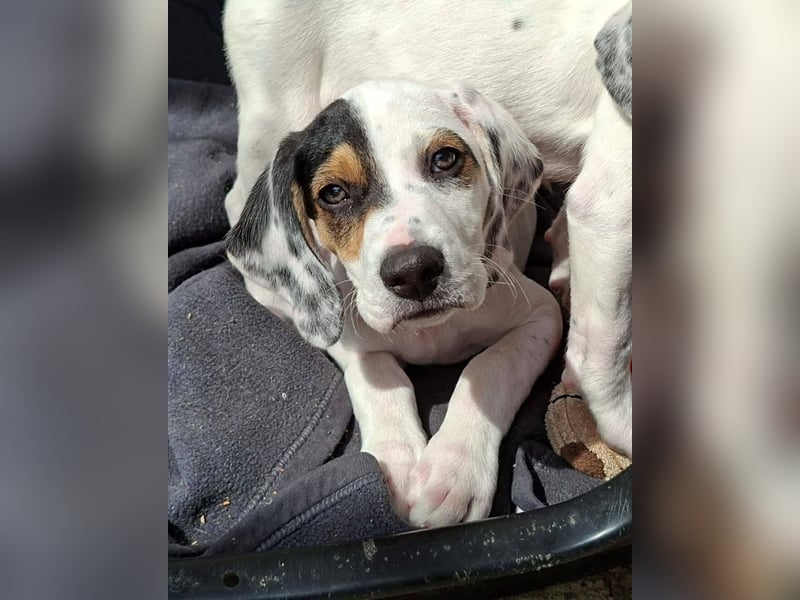 Zeus...ein großer Name für einen Hundebub