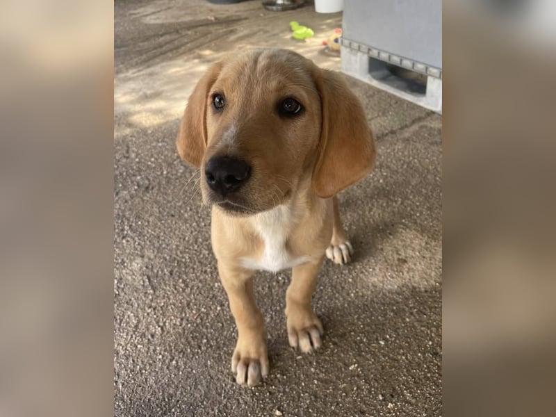 Baloo, ein kleiner Hundebub sucht sein Zuhause