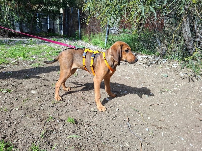 Mila, ein fröhliches, verschmustes Hundekind