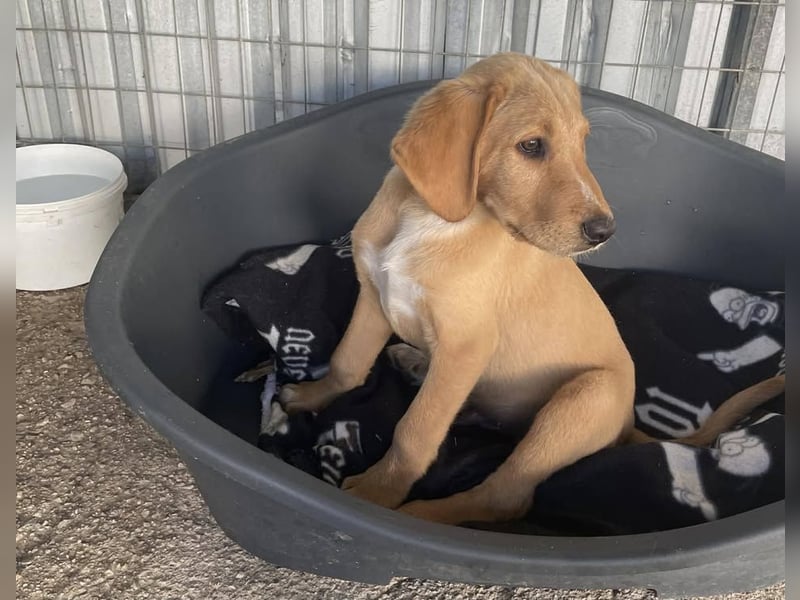 Baloo, ein kleiner Hundebub sucht sein Zuhause