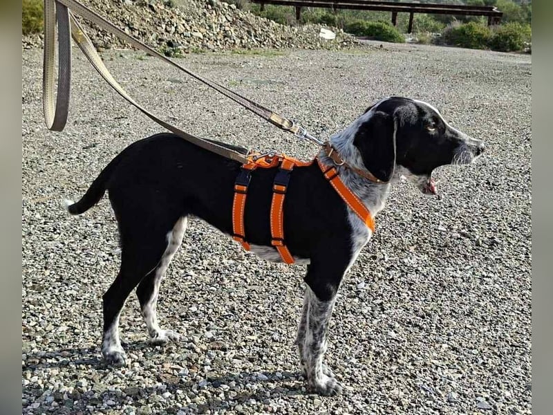 Salome.......eine wunderschöne Hündin, die auf das Glück wartet