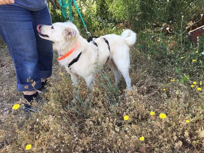 Charlie, er sucht sportliche und fröhliche Menschen