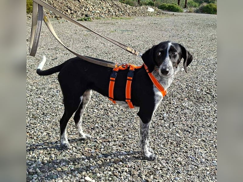 Salome.......eine wunderschöne Hündin, die auf das Glück wartet