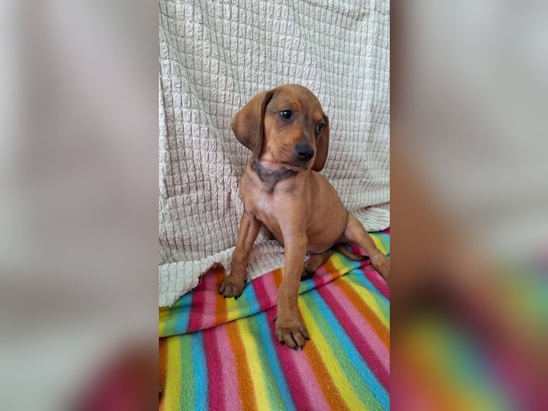 Pippilotta, eine fröhliche Welpine