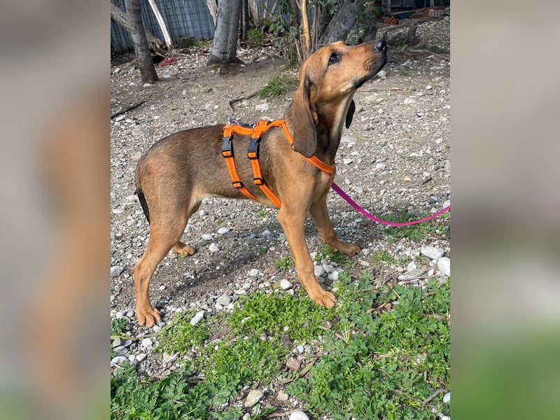 Mila, ein fröhliches, verschmustes Hundekind