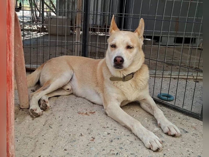 Wilf...eine Seele von Hund sucht Dich