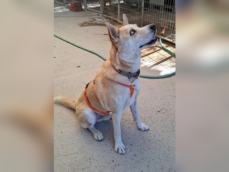Wilf...eine Seele von Hund sucht Dich