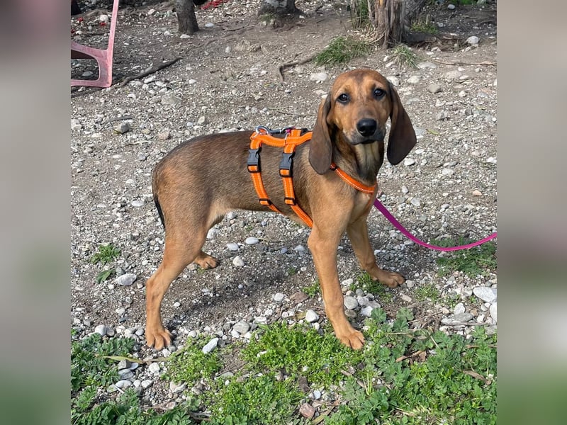 Mila, ein fröhliches, verschmustes Hundekind