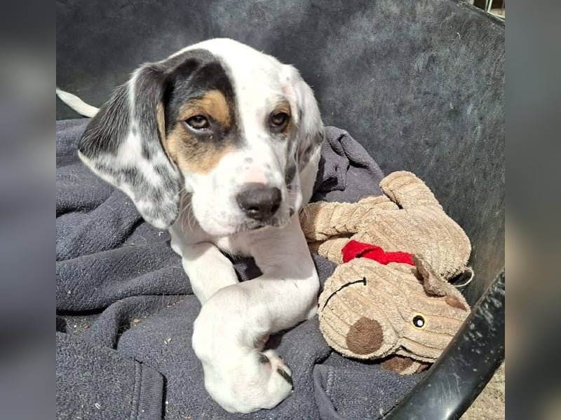 Zeus...ein großer Name für einen Hundebub