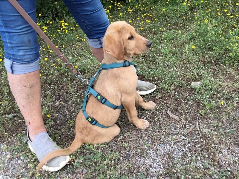Baloo, ein kleiner Hundebub sucht sein Zuhause