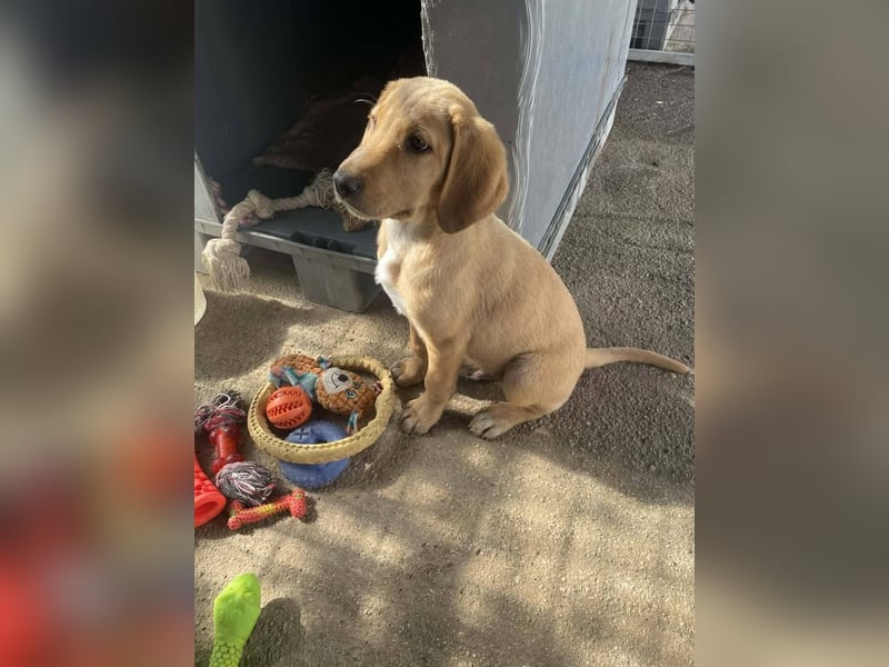 Baloo, ein kleiner Hundebub sucht sein Zuhause