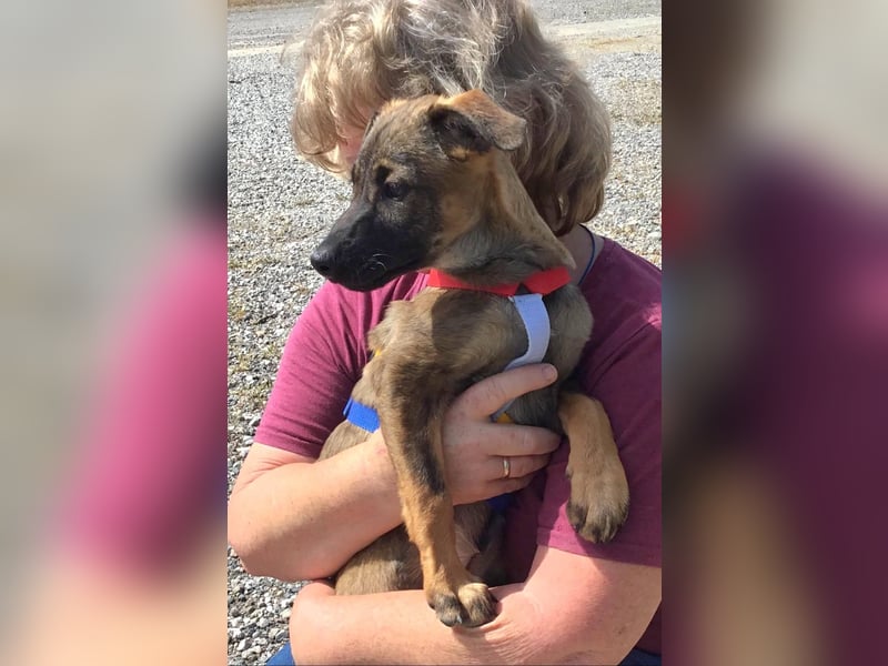 Sally, eine fröhliche kleine Welpine
