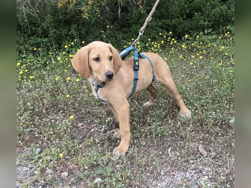 Baloo, ein kleiner Hundebub sucht sein Zuhause