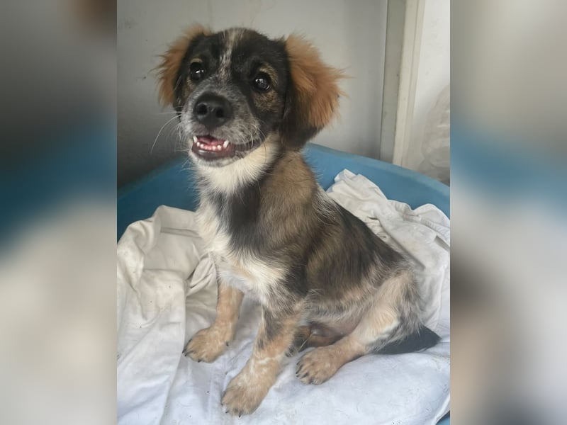 Bobby, ein kleiner Hundebub mit gr0ßem Herz
