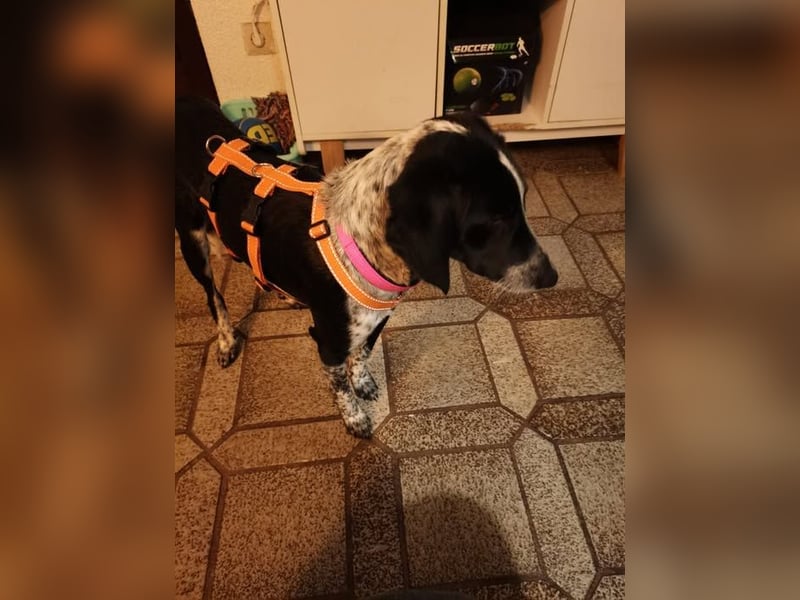 Salome.......eine wunderschöne Hündin, die auf das Glück wartet