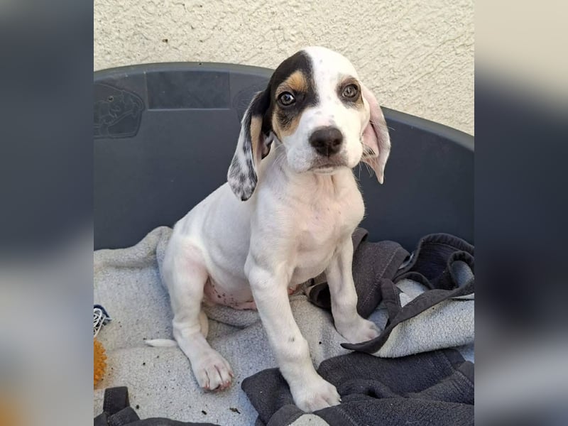 Zeus...ein großer Name für einen Hundebub