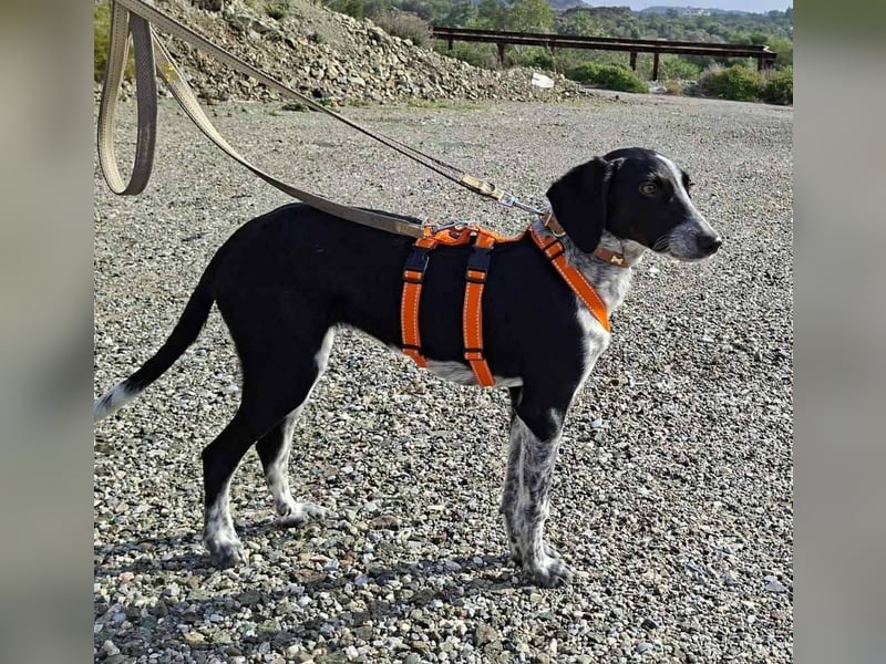 Salome.......eine wunderschöne Hündin, die auf das Glück wartet