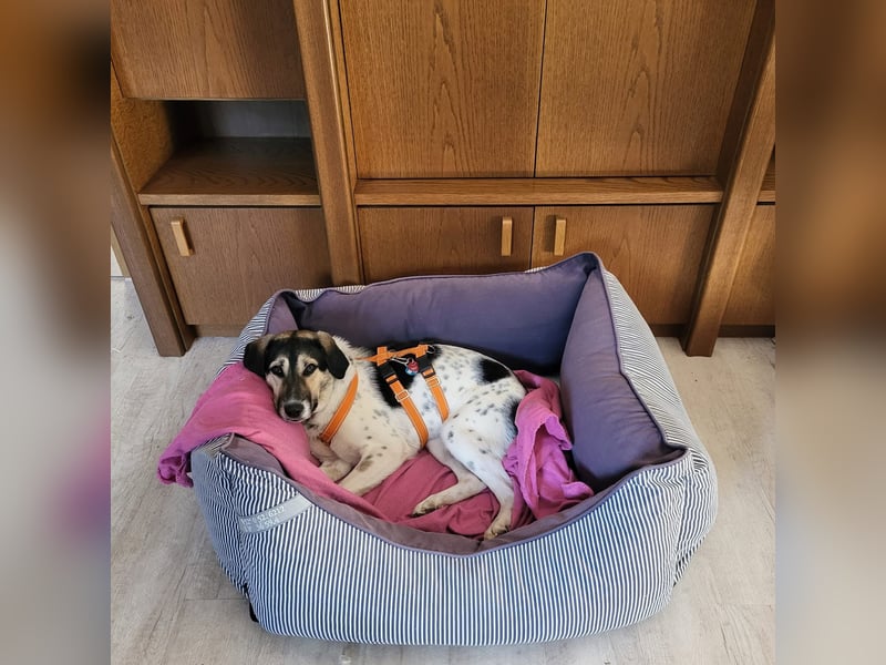 Bella sucht dringend ihre Menschen.....