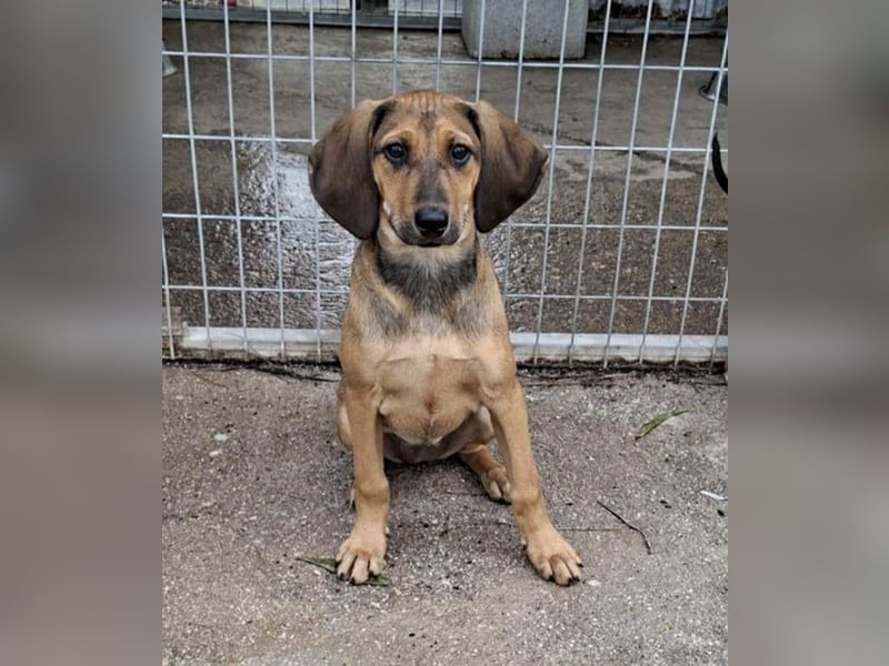 Mila, ein fröhliches, verschmustes Hundekind