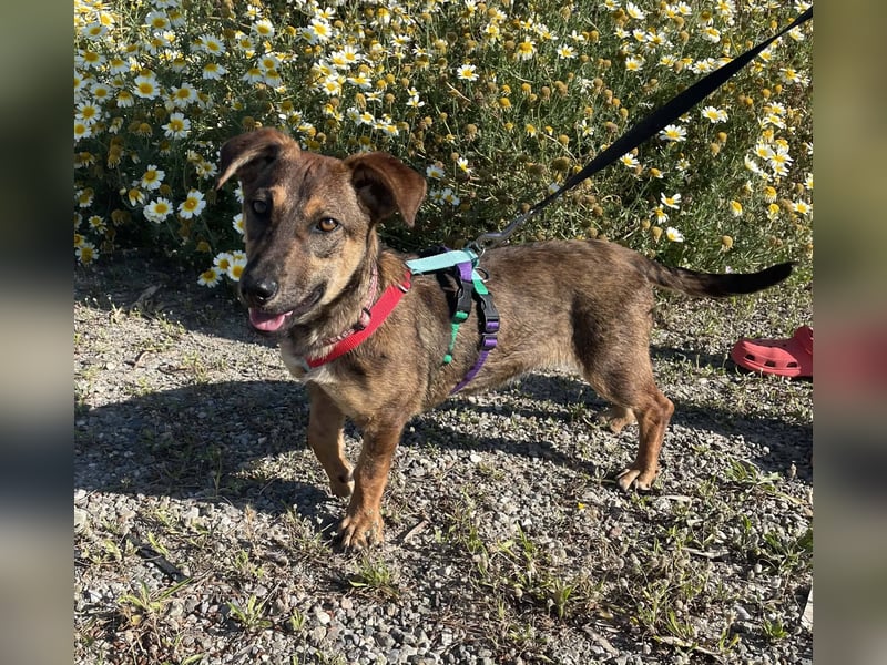 Dottie möchte ein warmes Körbchen haben