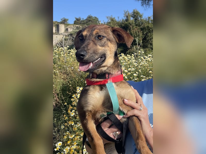 Dottie möchte ein warmes Körbchen haben