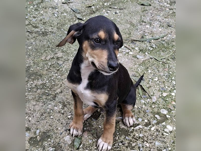 Ayko  möchte bald nach Hause kommen