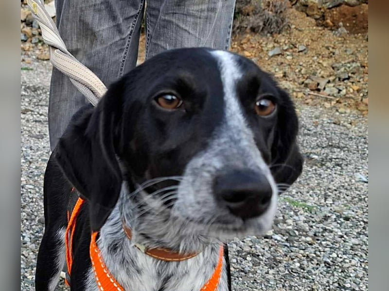 Salome.......eine wunderschöne Hündin, die auf das Glück wartet