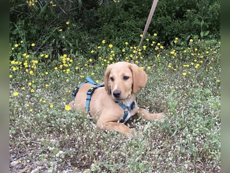 Baloo, ein kleiner Hundebub sucht sein Zuhause